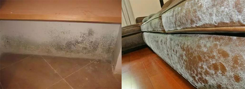 發(fā)霉.jpg 發(fā)霉.jpg