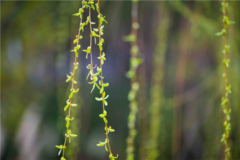海創(chuàng)集成墻面 海創(chuàng)集成墻面