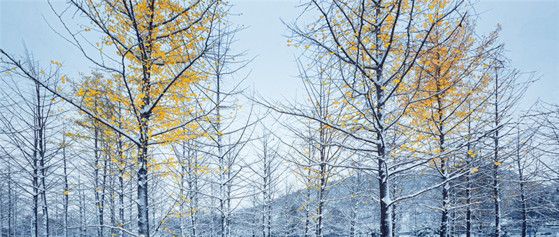 攝圖網(wǎng)_500745100_wx_雪中銀杏樹(非企業(yè)商用).jpg 攝圖網(wǎng)_500745100_wx_雪中銀杏樹(非企業(yè)商用).jpg